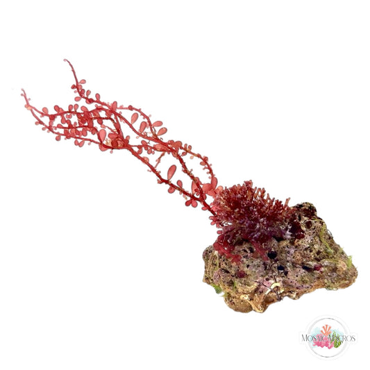 WYSWYG Caulerpa, Iridescent Laurencia, & Red Grape