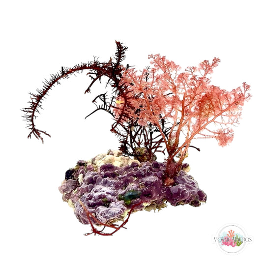 WYSWYG Spiny Bramble & Flamingo Feather