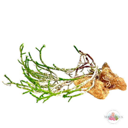 WYSWYG Jointed Tuft