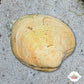 Disk Dosinia Clam | Dosinia discus