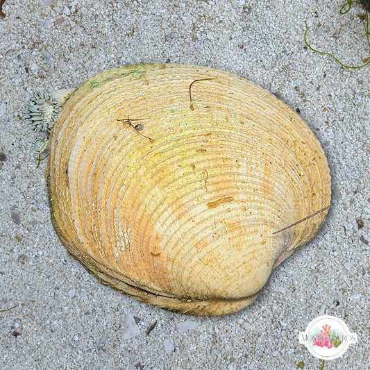 Disk Dosinia Clam | Dosinia discus