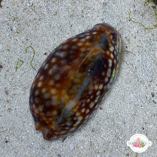 Atlantic Deer Cowrie Snail | Macrocypraea cervus