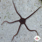 Gray/Black/Banded Serpent Star | Ophiolepis elegans