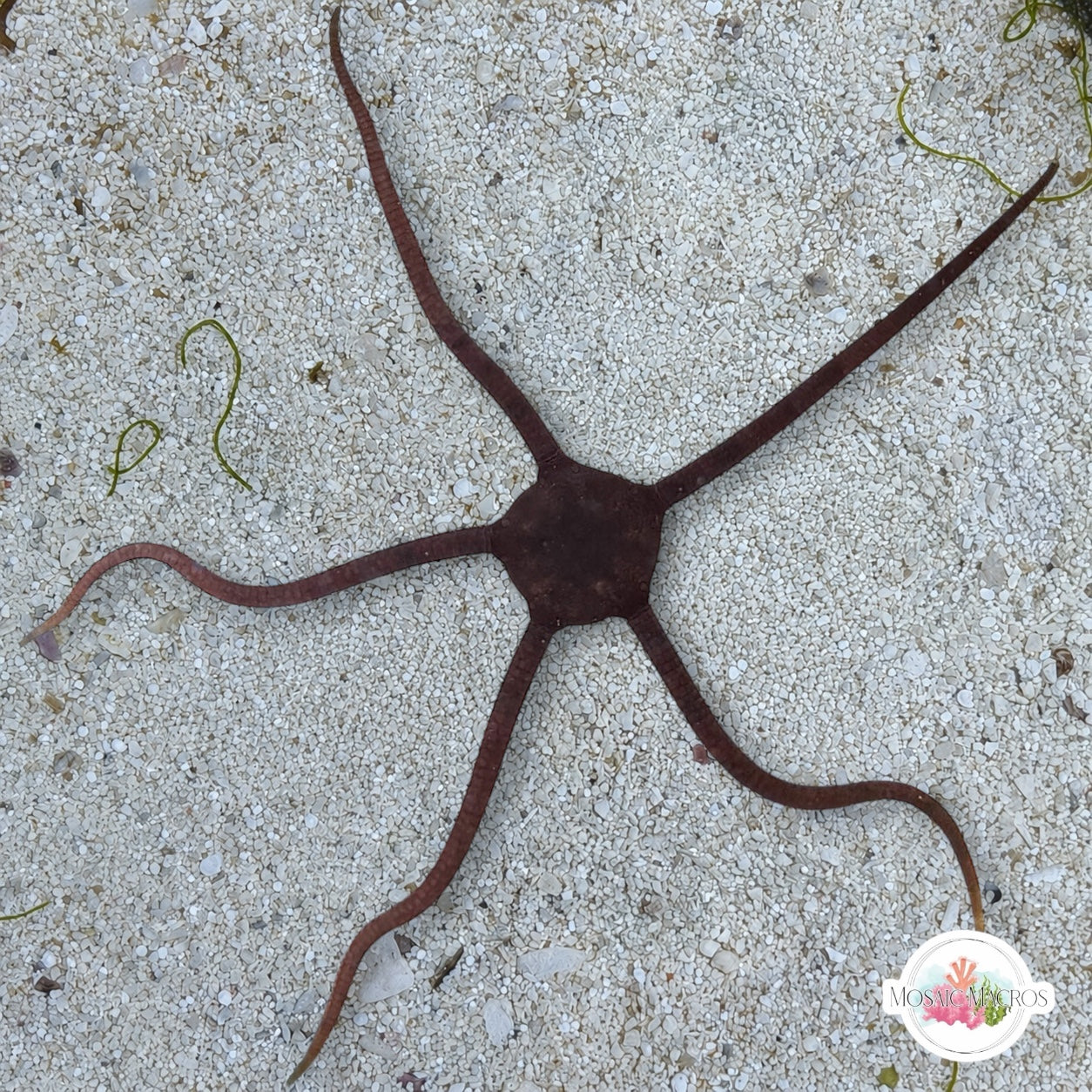 Gray/Black/Banded Serpent Star | Ophiolepis elegans