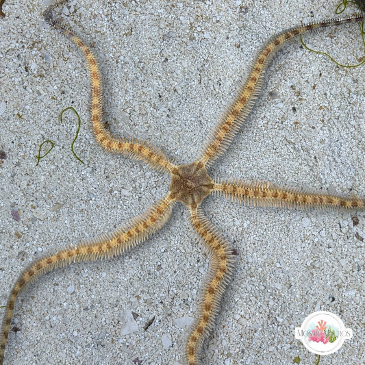 Long-Armed Banded Brittle Star | Ophiocomella pumila
