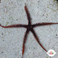 Red Blunt-Spined Brittle Star | Ophiocoma echinata