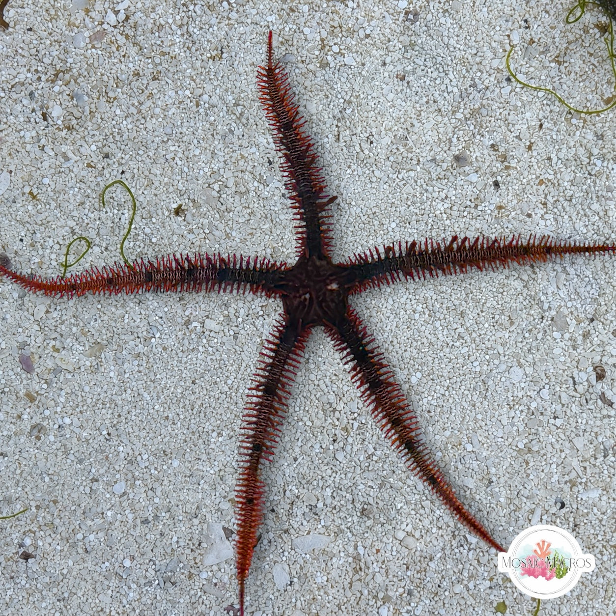 Red Blunt-Spined Brittle Star | Ophiocoma echinata