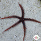 Red Blunt-Spined Brittle Star | Ophiocoma echinata