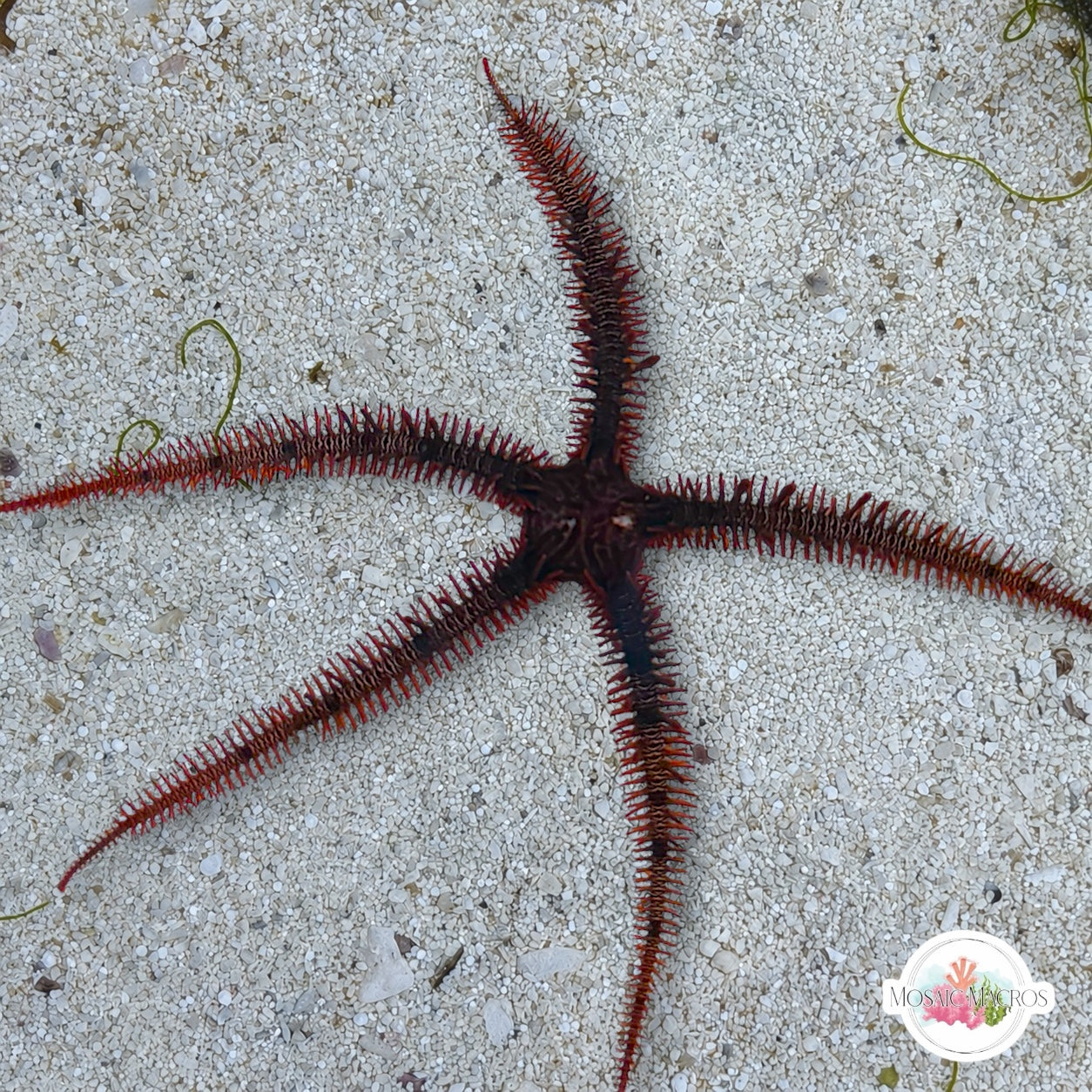 Red Blunt-Spined Brittle Star | Ophiocoma echinata