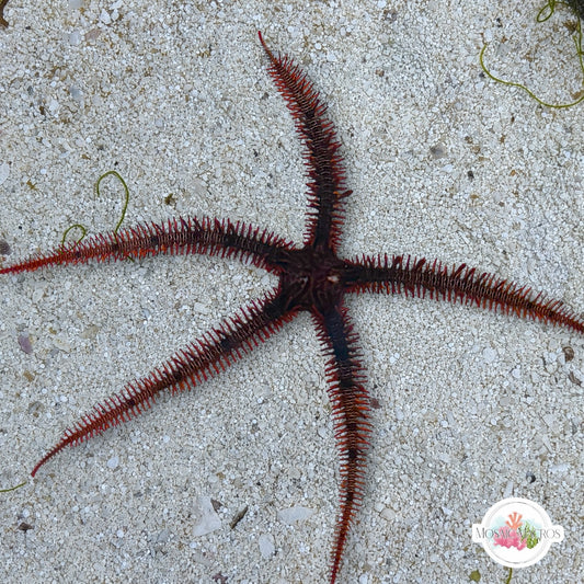 Red Blunt-Spined Brittle Star | Ophiocoma echinata