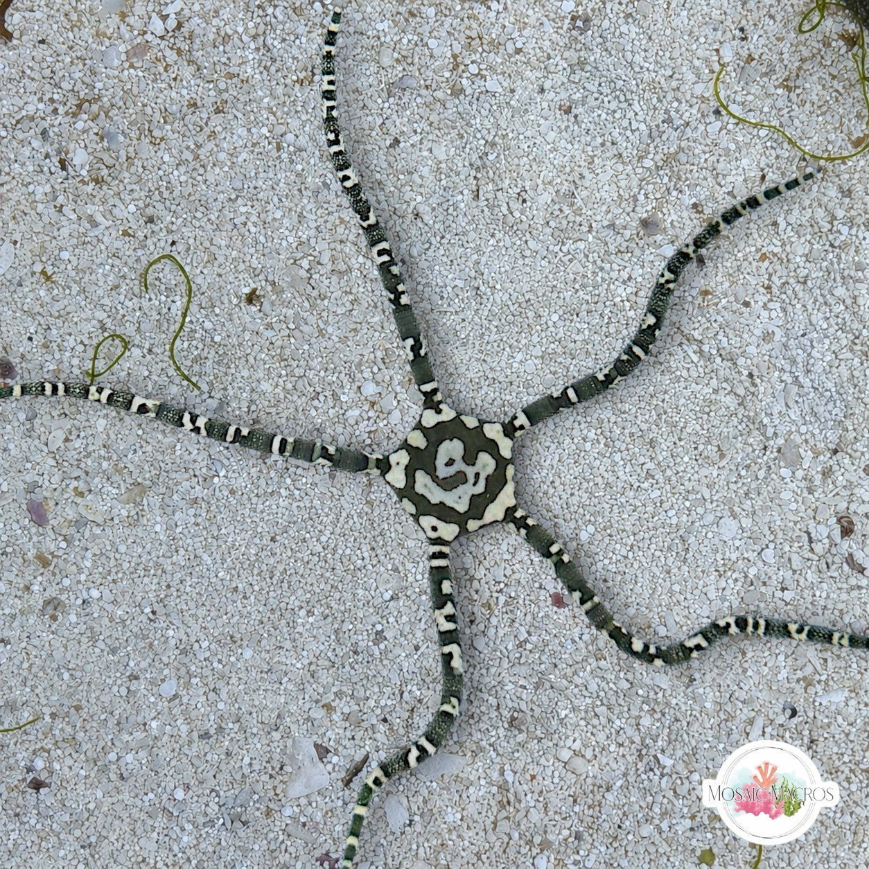 Harlequin Serpent Star | Ophioderma appressa