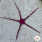 Purple Serpent Star | Ophioderma cinereum