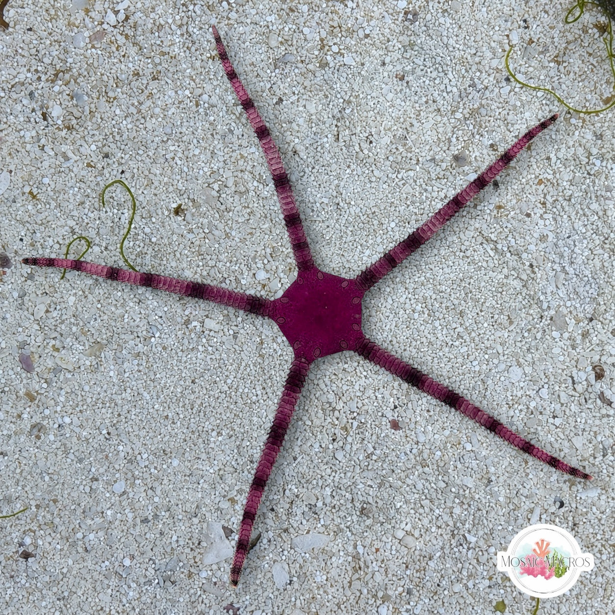 Purple Serpent Star | Ophioderma cinereum