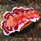 Spanish Dancer Nudibranch | Hexabranchus sanguineus