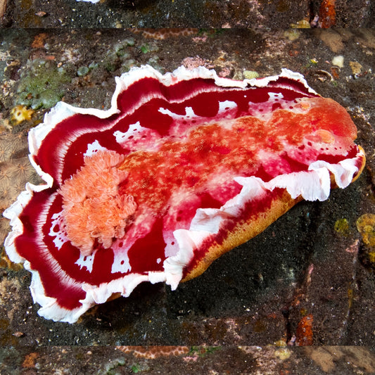 Spanish Dancer Nudibranch | Hexabranchus sanguineus