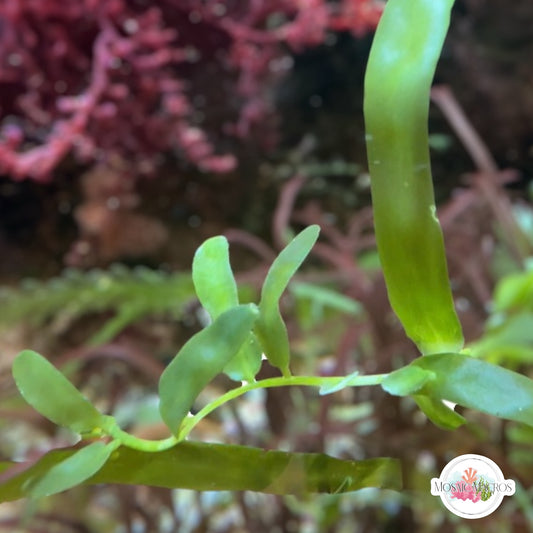 Mini Serrated Caulerpa Macroalgae | Caulerpa subserrulata