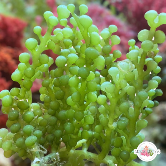 Green Bulb Caulerpa Macroalgae | Caulerpa racemosa var. Macrophysa