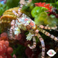 Pom-Pom Crab | Lybia tessellata