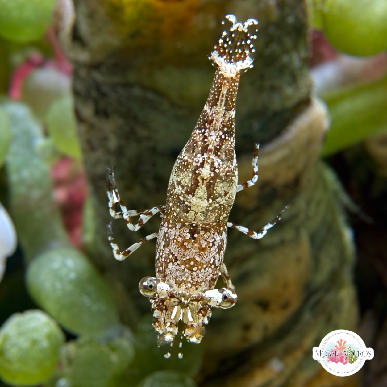 Anemone Shrimp – MosaicMacros