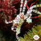Pom-Pom Crab | Lybia tessellata