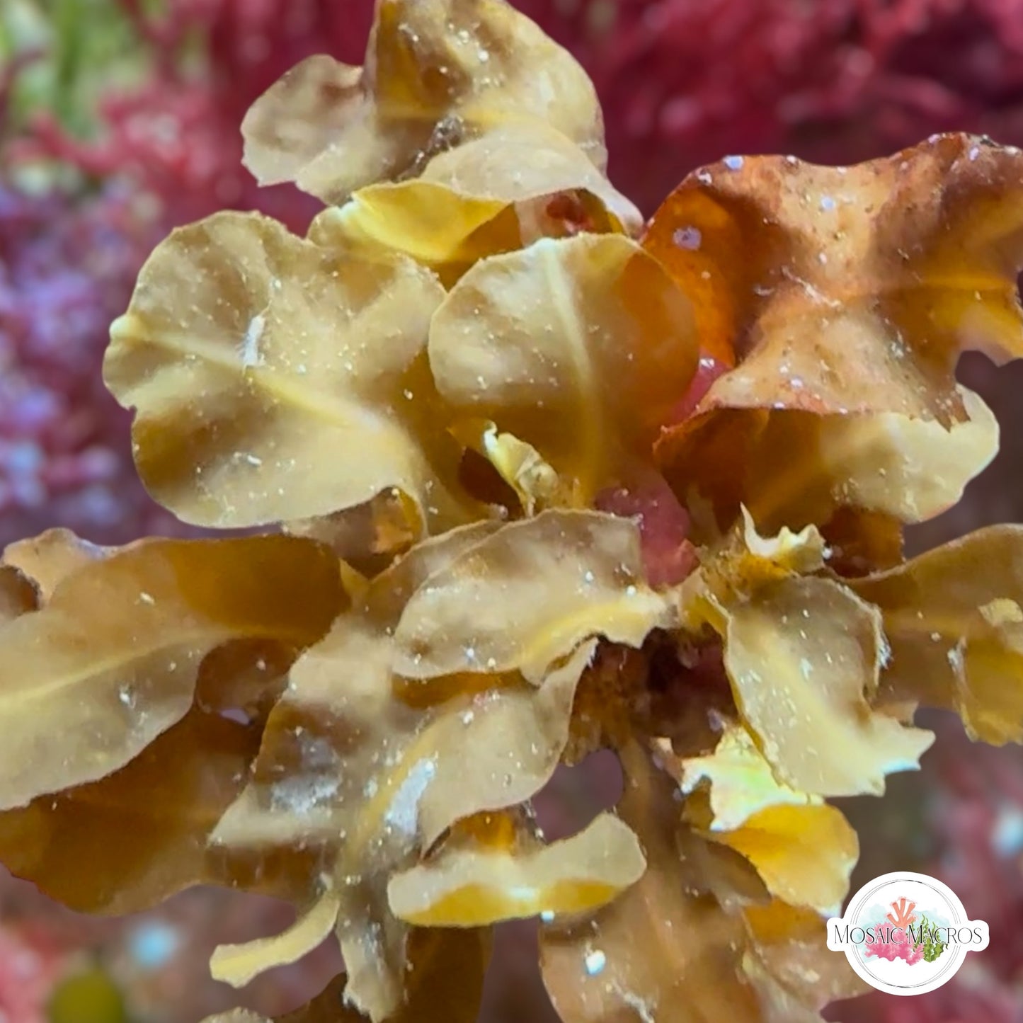 Plating Gulfweed Macroalgae | Sargassum sp.