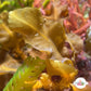 Plating Gulfweed Macroalgae | Sargassum sp.