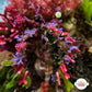 Algae-Decorator Frilly Arrow Crab | Podochela sp.