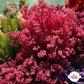 Flamingo Feather Macroalgae | Heterosiphonia gibbesii