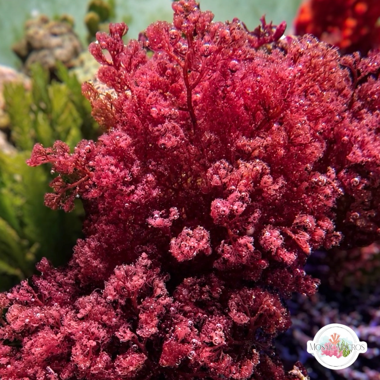 Flamingo Feather Macroalgae | Heterosiphonia gibbesii