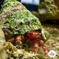 White-Freckled Hermit Crab | Paguristes puncticeps
