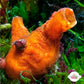 Orange Giant Tunicate | Polycarpa spongiabilis
