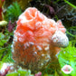 Pink Pleated Tunicate | Styela plicata