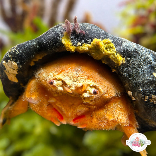 Helmet Sponge Crab | Moreiradromia antillensis