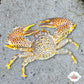 Colorful Porcelain Crab | Petrolisthes galathinus/armatus