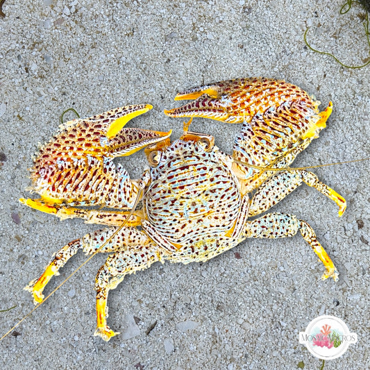 Colorful Porcelain Crab | Petrolisthes galathinus/armatus