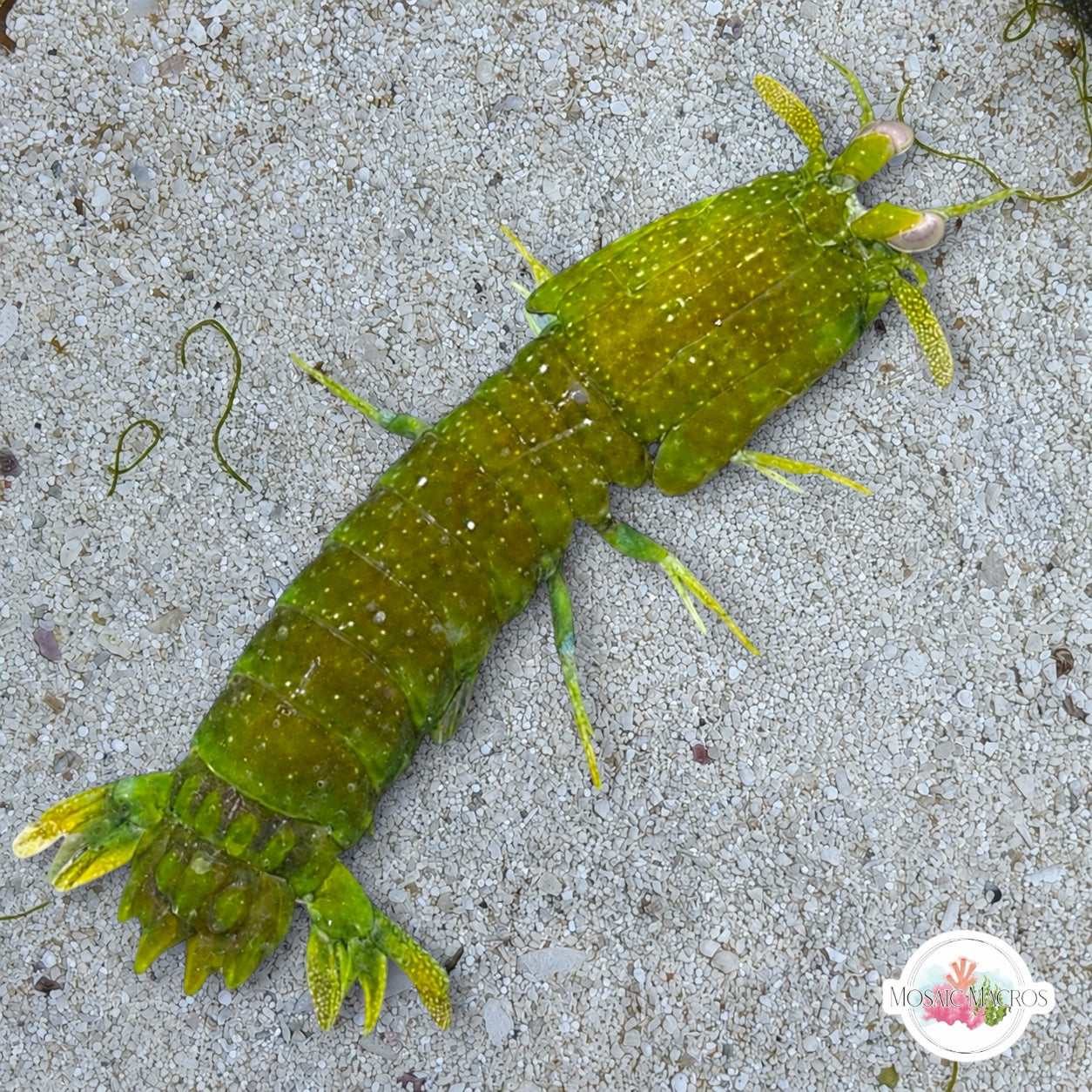 Caribbean Rock Mantis Shrimp | Neogonodactylus wennerae