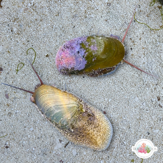 Stomatella Snail | Stomatella impertusa
