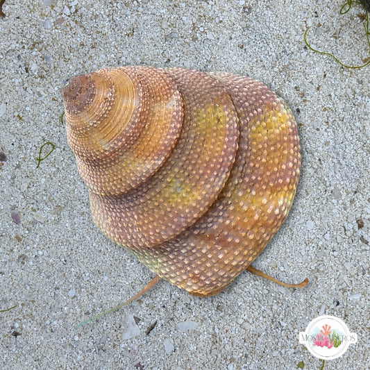 Tampa Bay Top Snail | Calliostoma tampaensis