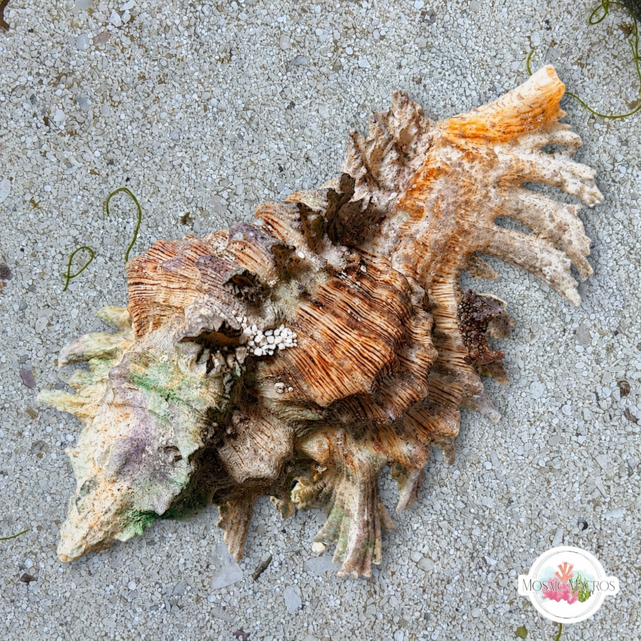 Lace Murex Snail | Chicoreus florifer