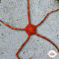 Orange Serpent Star | Ophioderma cinereum