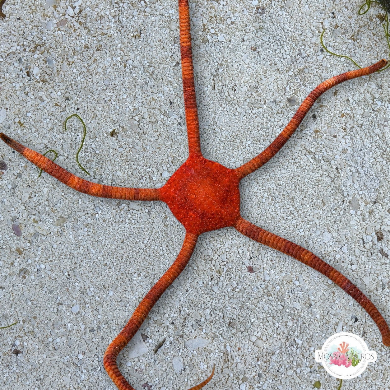 Orange Serpent Star | Ophioderma cinereum