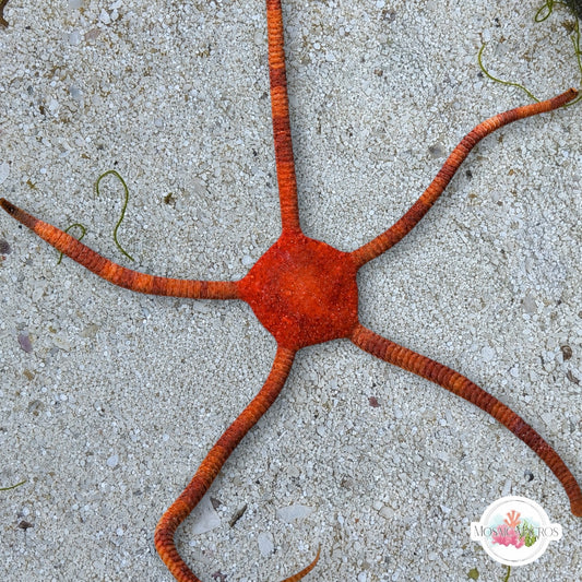 Orange Serpent Star | Ophioderma cinereum