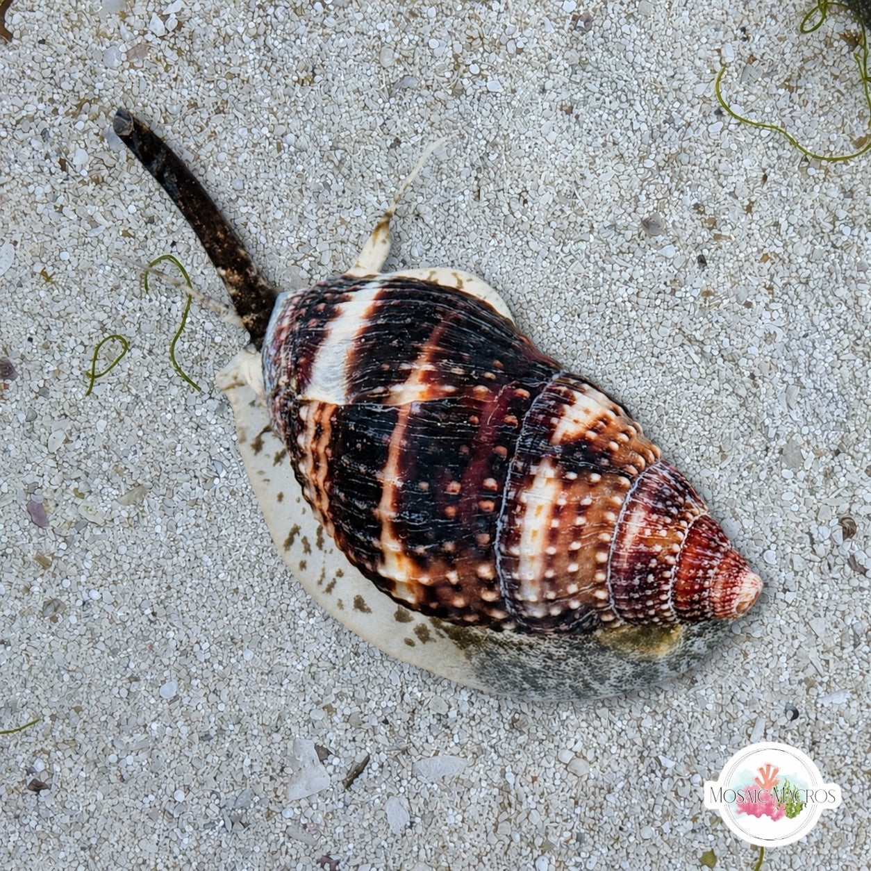 Granite Nassarius Snail | Nassarius livescens