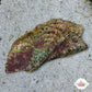 Noah’s Ark Clam | Arca noae