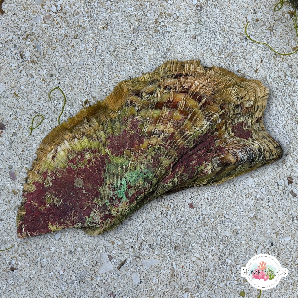 Noah’s Ark Clam | Arca noae
