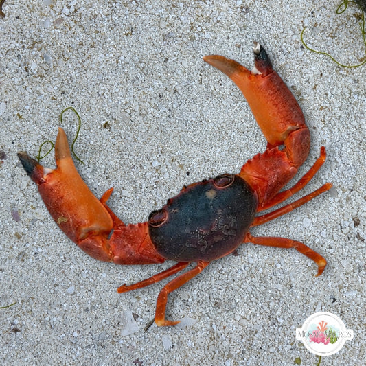 Blue Trapeze Crab | Trapezia sp.