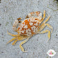 Calico Crab |  Hepatus epheliticus