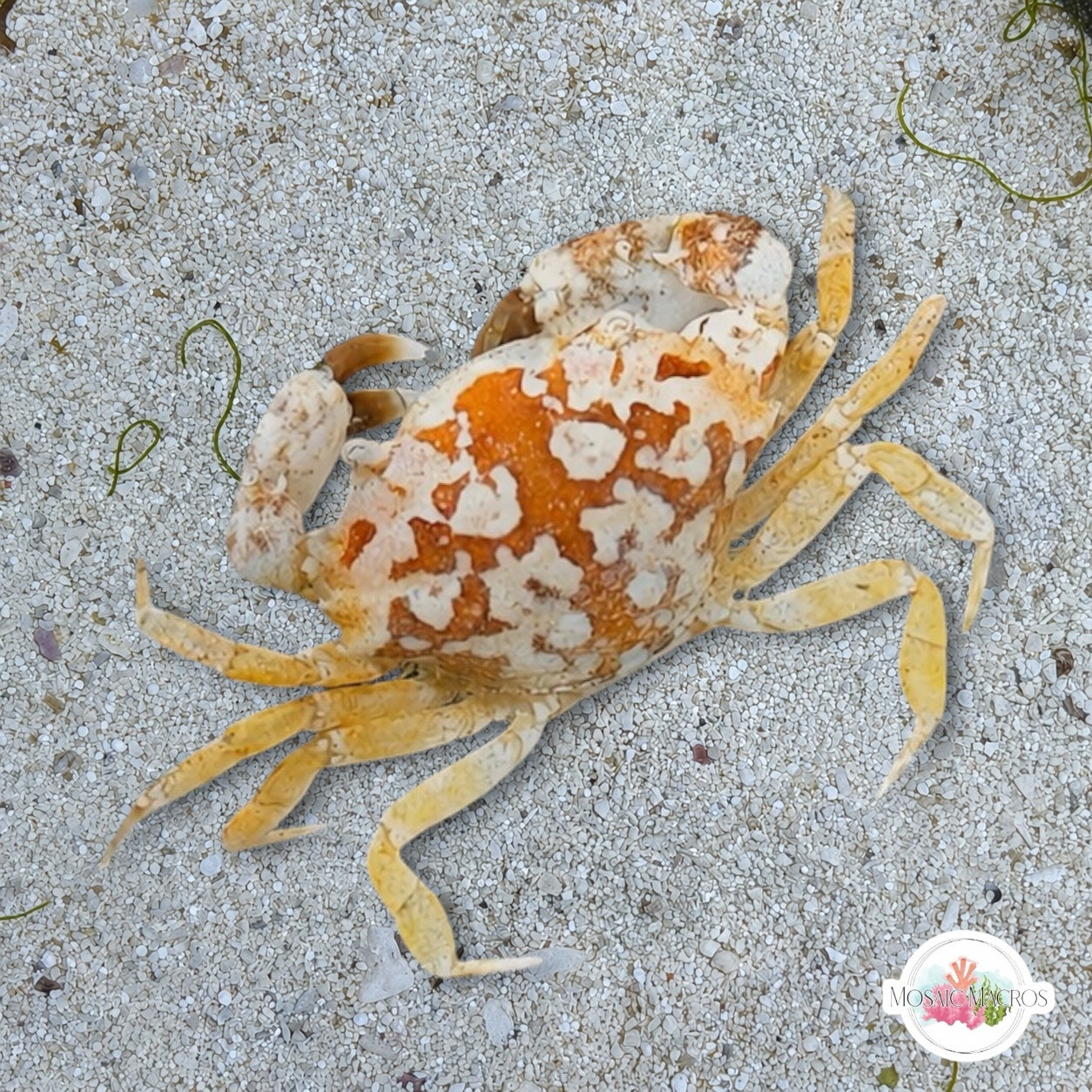 Calico Crab |  Hepatus epheliticus