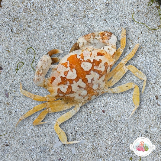 Calico Crab |  Hepatus epheliticus
