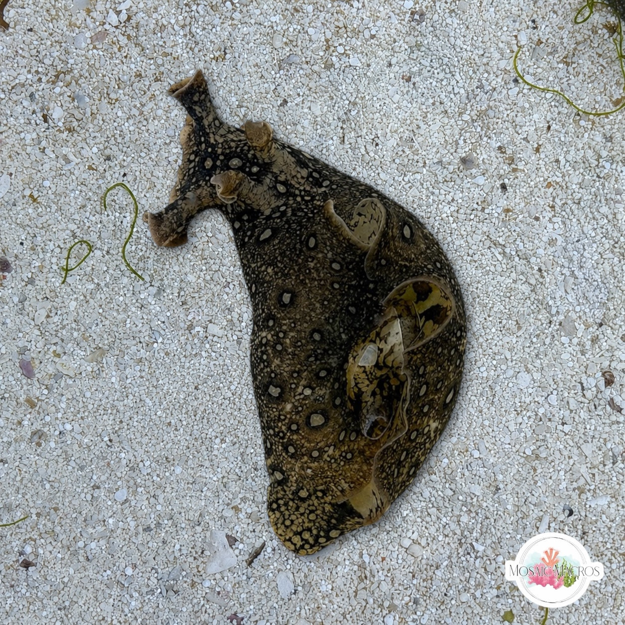 Mottled Sea Hare | Aplysia brasiliana